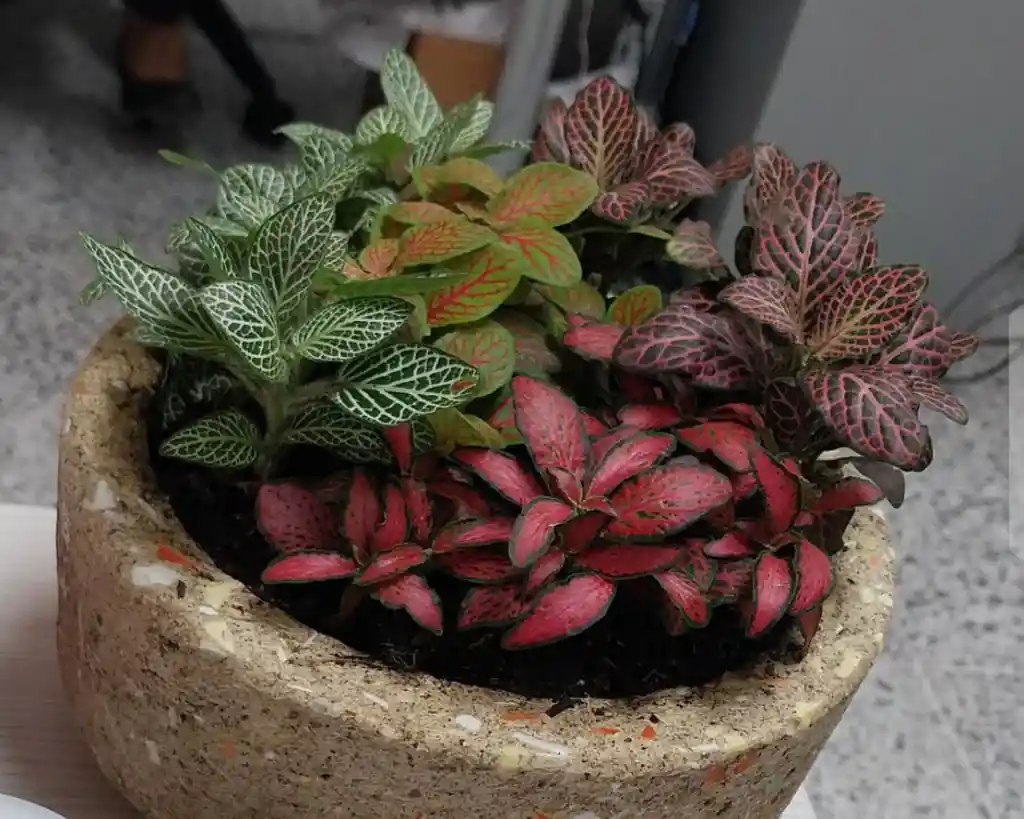 Terrario De Mesa Amor Colorido - Detalle Con Amor Para Regalo En Fecha Especial, Amor Y Amistad, Cumpleaños, Aniversarios, Condolencias, Graduación, Felicitación Y Agradecimiento.
