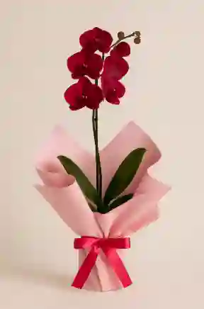 Orquidea Cereza