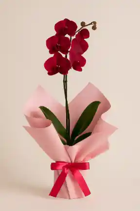 Orquidea Cereza