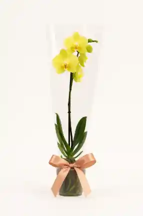 Orquídea Amarilla Una Vara