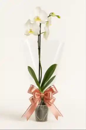 Orquídea De 1 Vara En Base Plástica