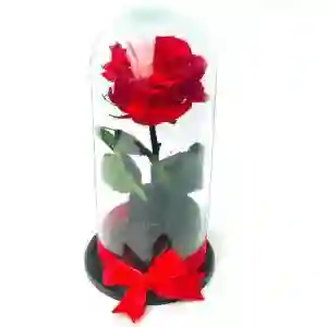 Rosa Preservada