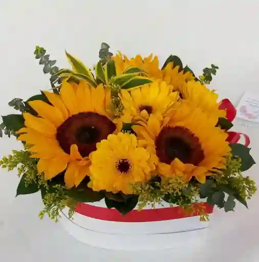 Caja De Girasoles