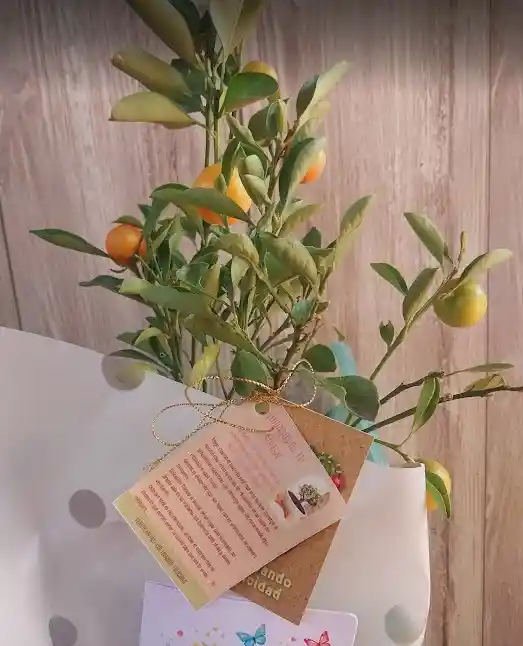 Bonsai Frutal - Detalle Con Amor Para Regalo En Fecha Especial, Amor Y Amistad, Cumpleaños, Aniversarios, Condolencias, Graduación, Felicitación Y Agradecimiento.