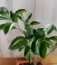 Bonsai Frutal - Detalle Con Amor Para Regalo En Fecha Especial, Amor Y Amistad, Cumpleaños, Aniversarios, Condolencias, Graduación, Felicitación Y Agradecimiento.