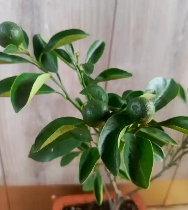 Bonsai Frutal - Detalle Con Amor Para Regalo En Fecha Especial, Amor Y Amistad, Cumpleaños, Aniversarios, Condolencias, Graduación, Felicitación Y Agradecimiento.