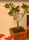 Bonsai Frutal - Detalle Con Amor Para Regalo En Fecha Especial, Amor Y Amistad, Cumpleaños, Aniversarios, Condolencias, Graduación, Felicitación Y Agradecimiento.