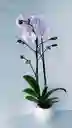 Orquidea Phalaenopsis Blanca 2 Varas Florales