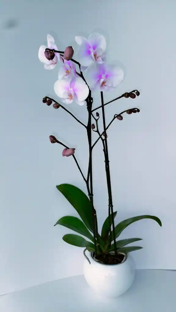 Orquidea Phalaenopsis Blanca 2 Varas Florales