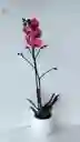 Orquidea Salmon 1 Vara Con Matera En Ceramica