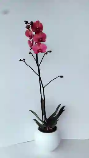 Orquidea Salmon 1 Vara Con Matera En Ceramica