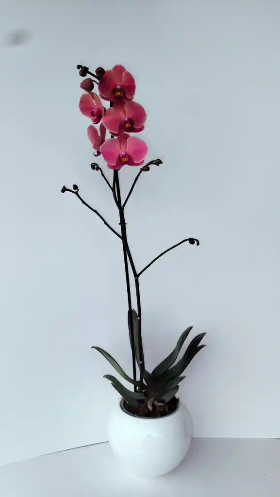 Orquidea Salmon 1 Vara Con Matera En Ceramica