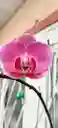 Orquidea 1 Vara Rosada