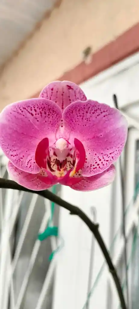 Orquidea 1 Vara Rosada