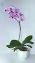 Orquidea 1 Vara Rosada