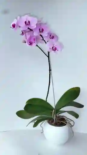 Orquidea 1 Vara Rosada