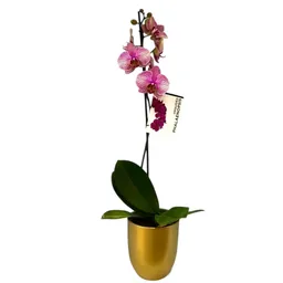 Orquidea 1 Tallo Pink Gold Conn Matera Ceramica Decorativa