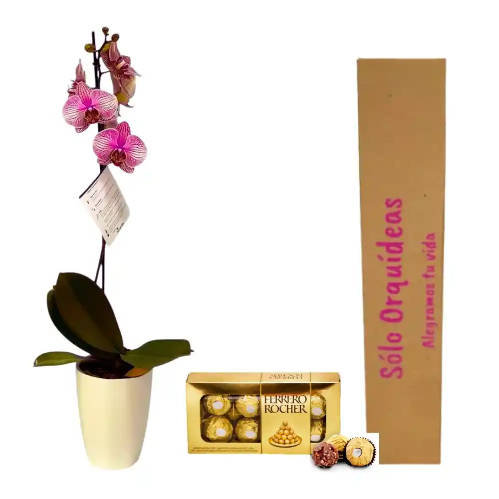 Orquidea 1 Tallo Pink Gold + Chocolates Ferrero