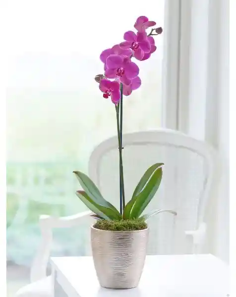 Orquidea 1 Tallo Rosa Con Matera Plastica Decorativa