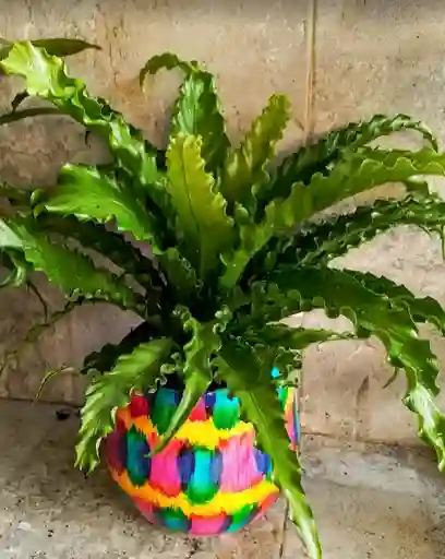 Planta Helecho Nido De Ave En Matera Decorativa - Detalle Con Amor Para Regalo En Fecha Especial, Amor Y Amistad, Cumpleaños, Aniversario, Condolencias, Graduación, Felicitación Y Agradecimiento.