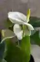 Plantas Vivas Anturio En Planta Decorativa - Detalle Con Amor Para Regalo En Fecha Especial, Navidad, Cumpleaños, Aniversario, Condolencias, Graduación, Felicitaciones Y Agradecimiento.