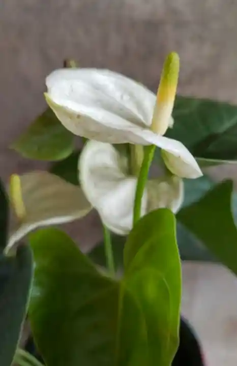 Plantas Vivas Anturio En Planta Decorativa - Detalle Con Amor Para Regalo En Fecha Especial, Navidad, Cumpleaños, Aniversario, Condolencias, Graduación, Felicitaciones Y Agradecimiento.