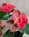Plantas Vivas Anturio En Planta Decorativa - Detalle Con Amor Para Regalo En Fecha Especial, Navidad, Cumpleaños, Aniversario, Condolencias, Graduación, Felicitaciones Y Agradecimiento.