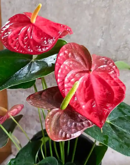 Plantas Vivas Anturio En Planta Decorativa - Detalle Con Amor Para Regalo En Fecha Especial, Navidad, Cumpleaños, Aniversario, Condolencias, Graduación, Felicitaciones Y Agradecimiento.