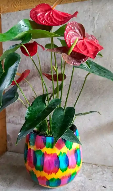 Plantas Vivas Anturio En Planta Decorativa - Detalle Con Amor Para Regalo En Fecha Especial, Navidad, Cumpleaños, Aniversario, Condolencias, Graduación, Felicitaciones Y Agradecimiento.