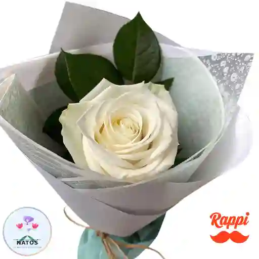 Rosa Blanca