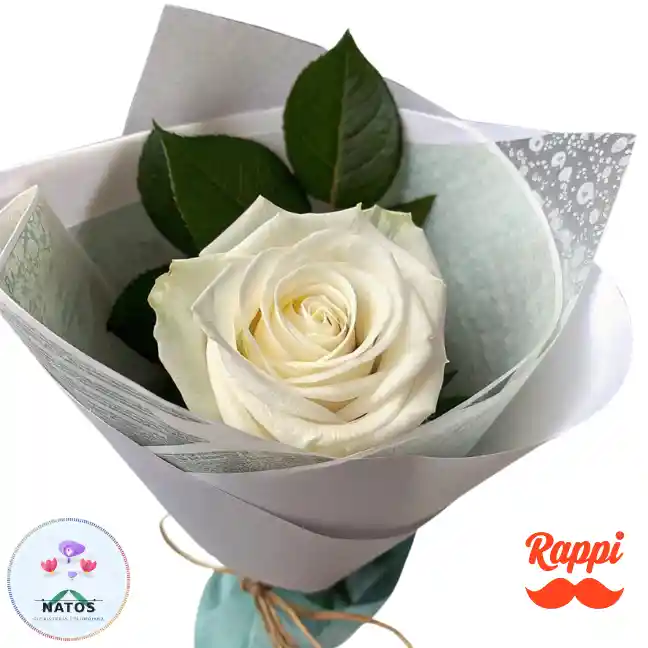 Rosa Blanca