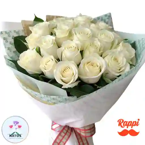 Rosa Blanca X24