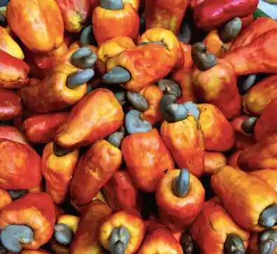 Marañón En Vichada (orinoquía Colombiana)