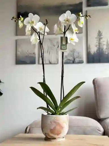 Orquidea Premium Blanca + Matera Marmolizada