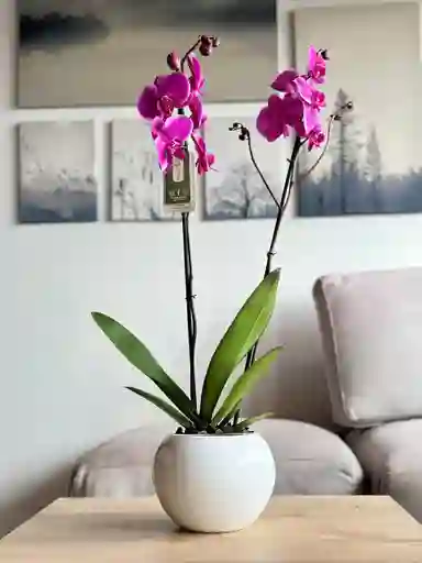 Orquídea Morada Premium + Maceta+ Vitaminas