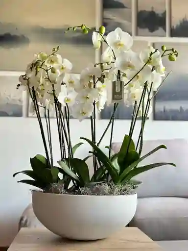 Jardin De Orquídea Xxl