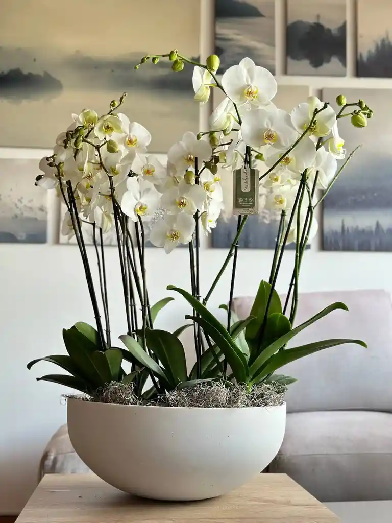 Jardin De Orquídea Xxl