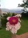 Explosión De Claveles