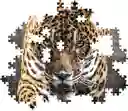 Rompecabezas 1000 Piezas Jaguar Salvaje Clementoni Adultos