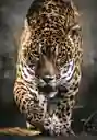 Rompecabezas 1000 Piezas Jaguar Salvaje Clementoni Adultos