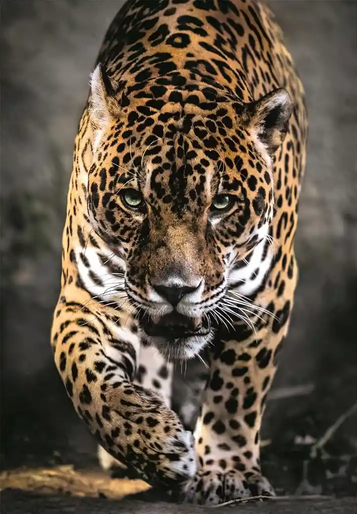 Rompecabezas 1000 Piezas Jaguar Salvaje Clementoni Adultos