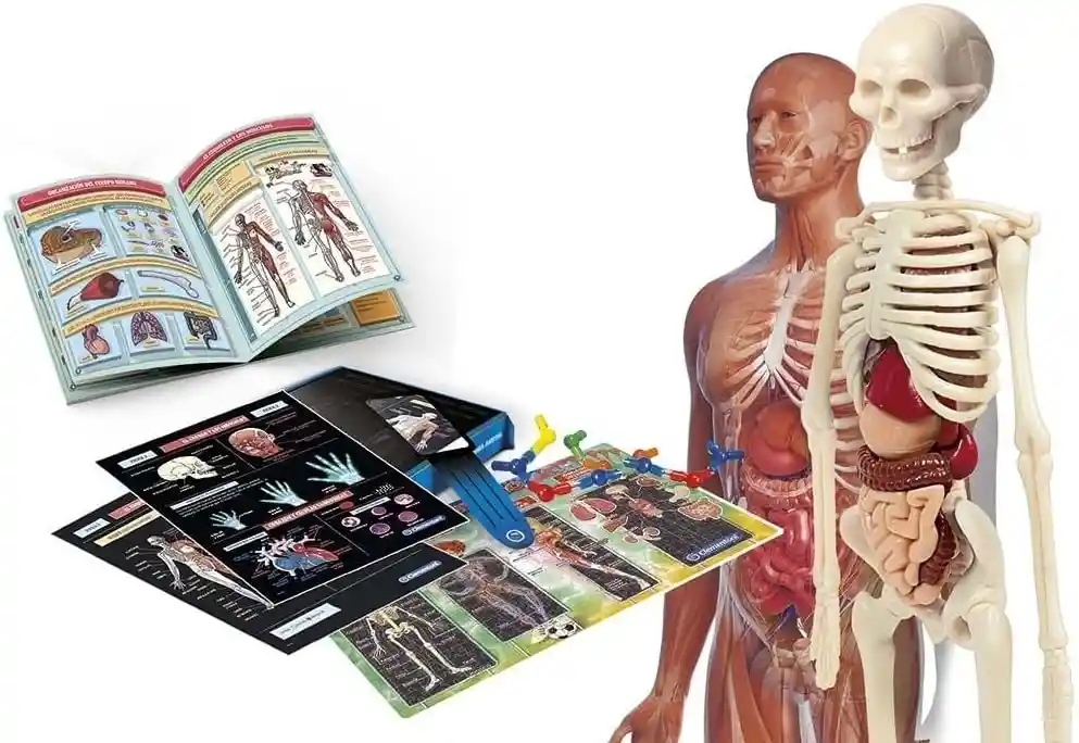 Juego Didáctico Laboratorio De Anatomía Interactivo Niños