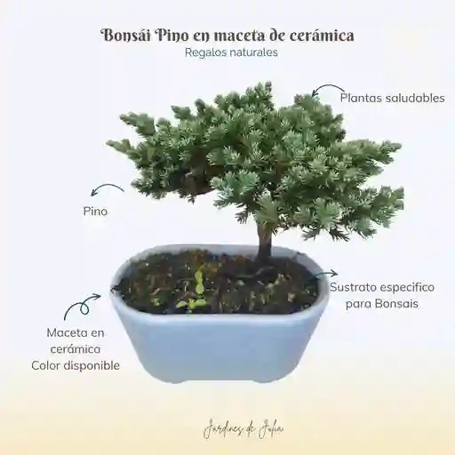 Bonsai Pino 3 Años