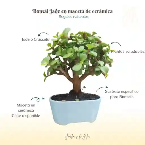 Bonsai Jade 3 Años