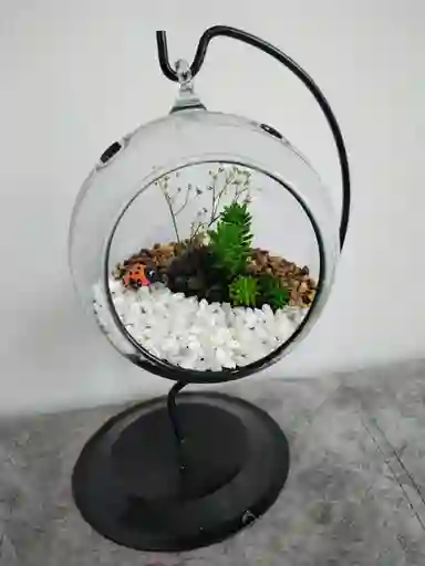 Flores Y Rosas Terrario De Suculentas