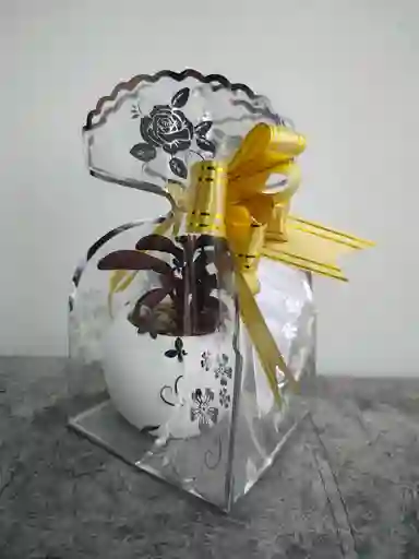 Flores Y Rosas Suculenta Mundo