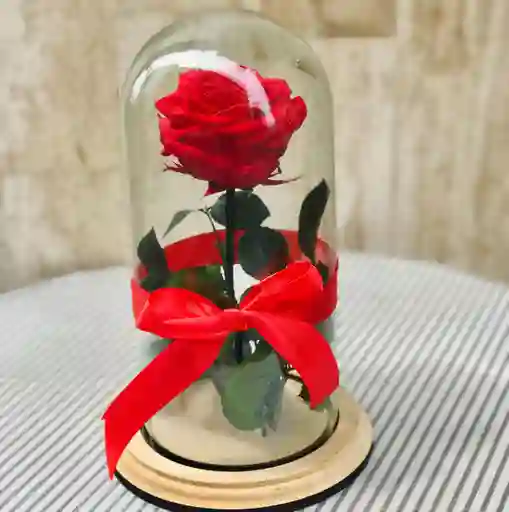 Rosa Liofilizada