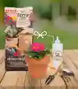 Kit Florece