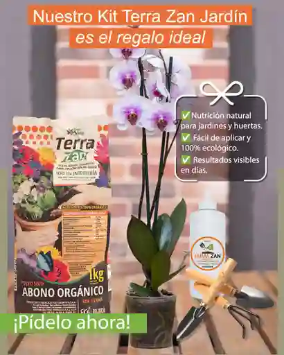 Kit Florece