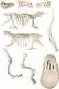 Juego Didáctico Arqueojugando T-rex Fosforescente Para Niños
